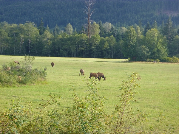 Grazing elk in the Port Hardy area acreages for sale